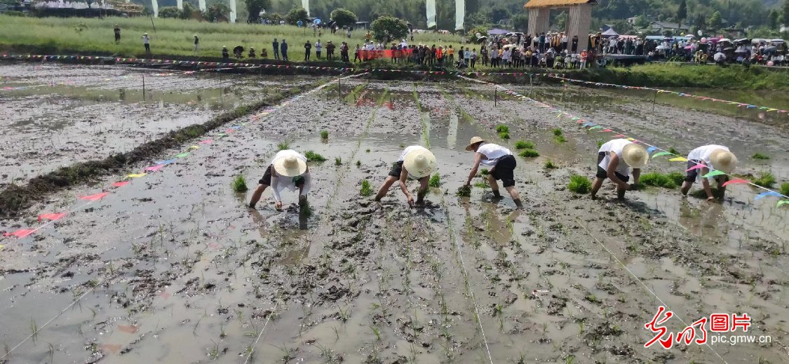 四川兴文：谷雨开秧祈丰收