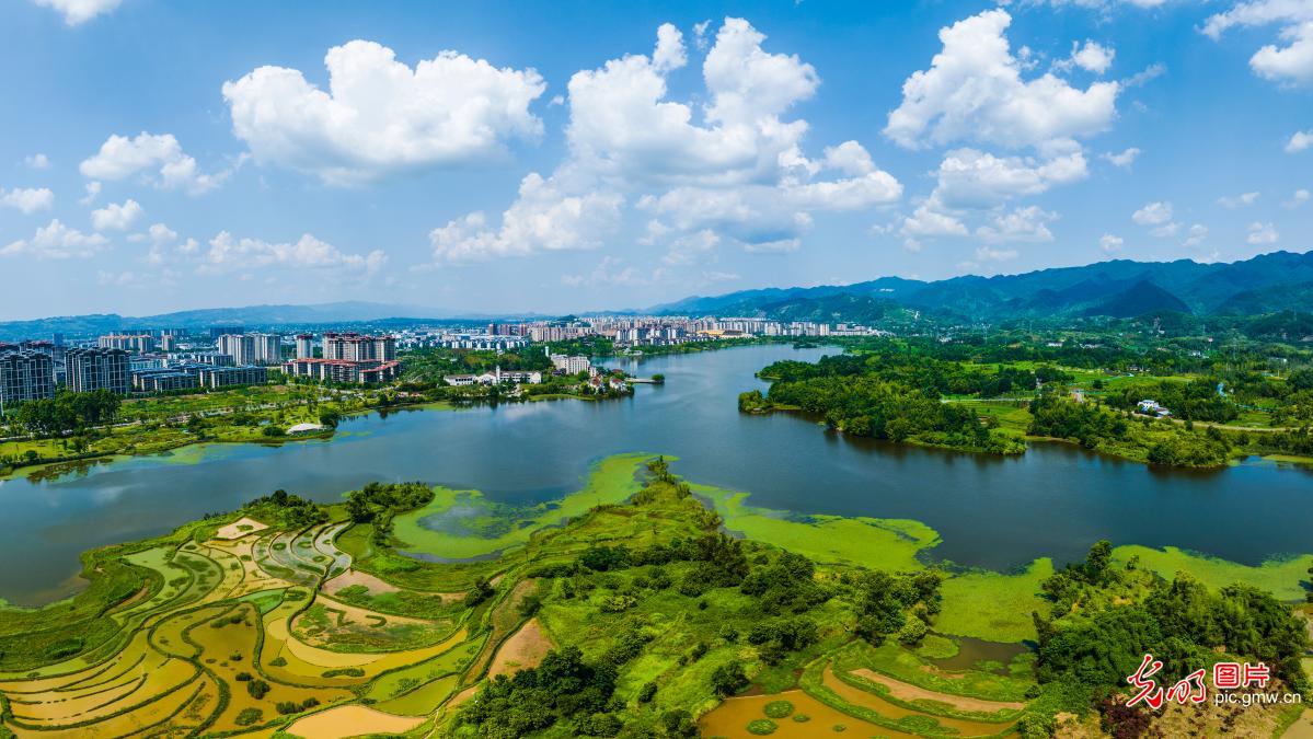 湿地公园 满眼青绿