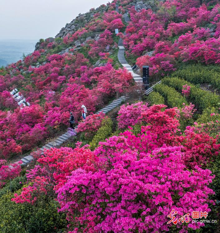 杜鹃花海茶飘香